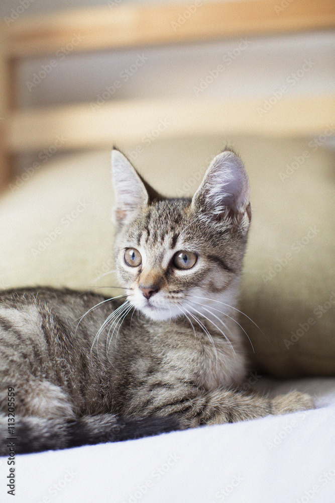 Cat looking away while sitting on bed Cat looking away while sitting on bed