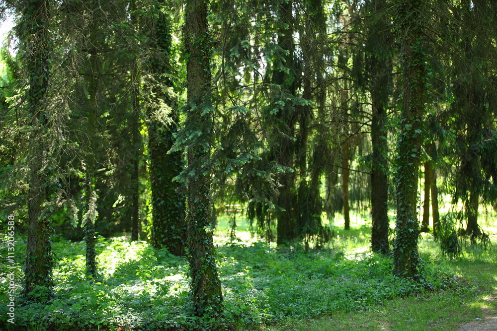 classic green forest