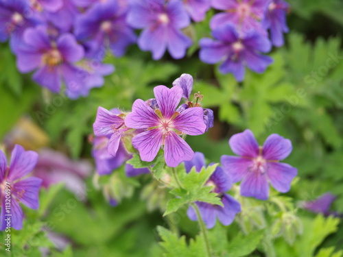 Blüten