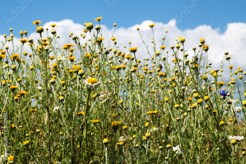 meadow with wild field flowers, especially camomile, blue sky © Maren Winter