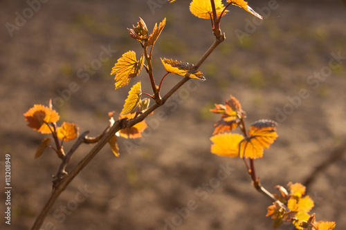 Sunlit grape © luckyshoe