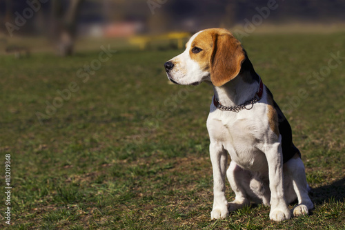 dog breed beagle © deviddo
