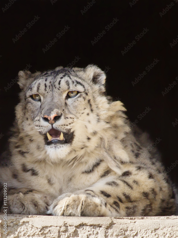 Fototapeta premium Снежный леопард