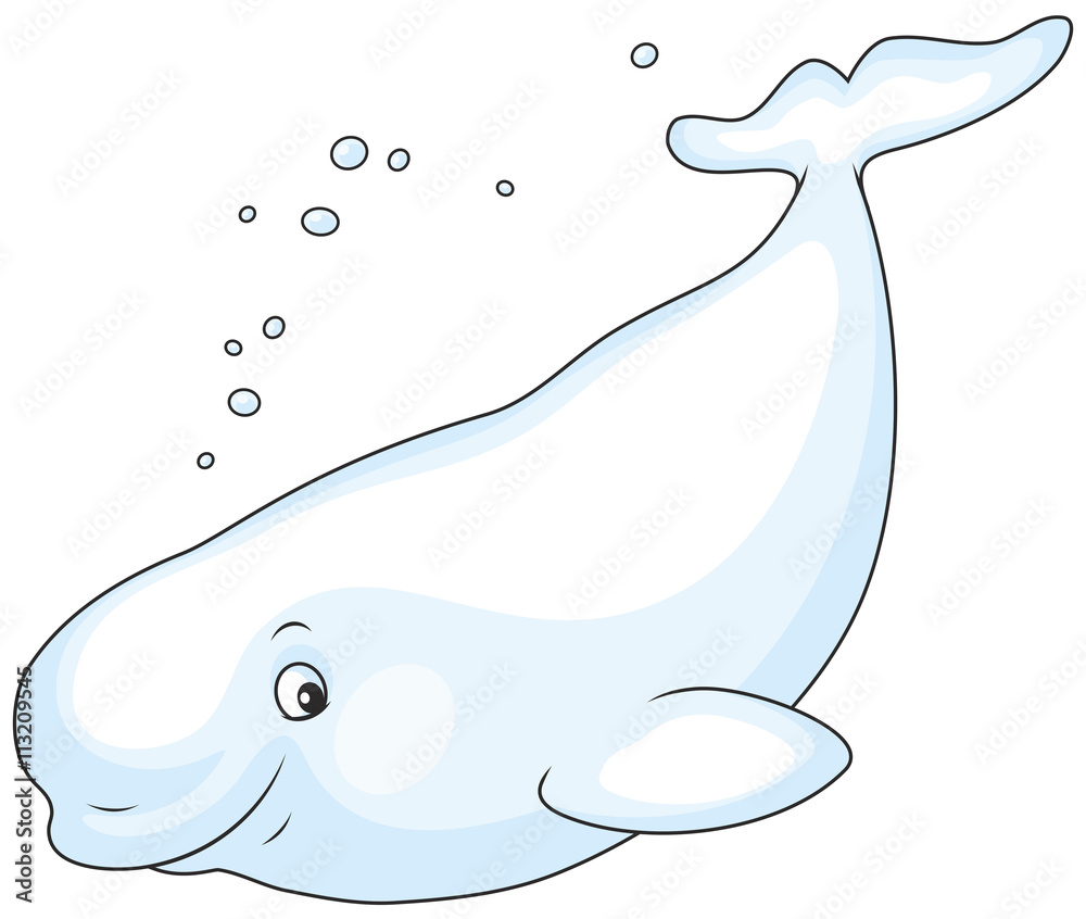 Fototapeta premium Beluga whale swimming
