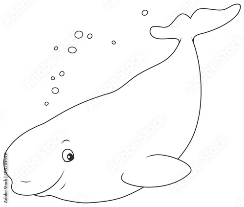 Beluga whale swimming