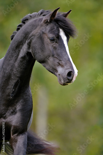 Close up of beautiful black Arabian Stallion trotting in field.