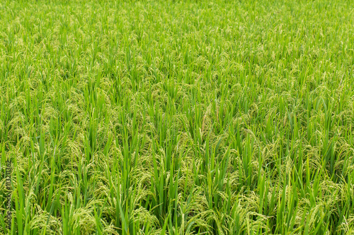 Green rice field in summer day.