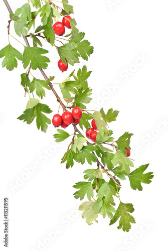 branch hawthorn  with leaves and berry isolated on white background