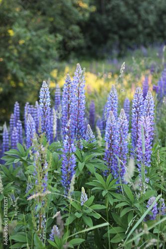 lupines