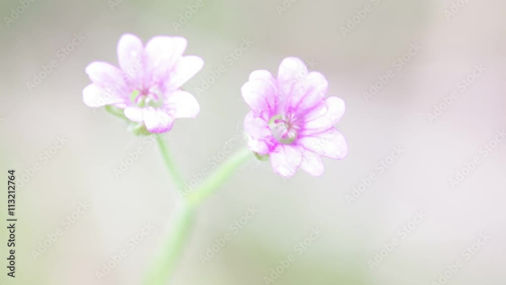 in italy garden mauve flower move by the wind nature background in italy garden mauve flower move by the wind nature background