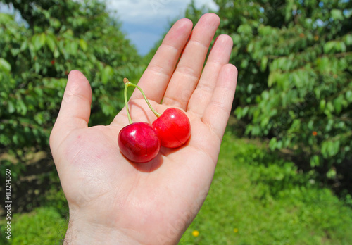 man holding cherries on hand © AndyEmel