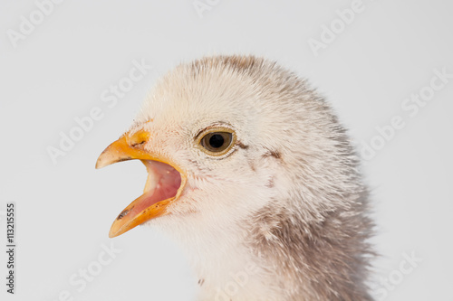 one chick alone © denboma