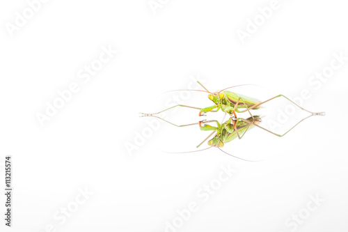 The Green Mantis