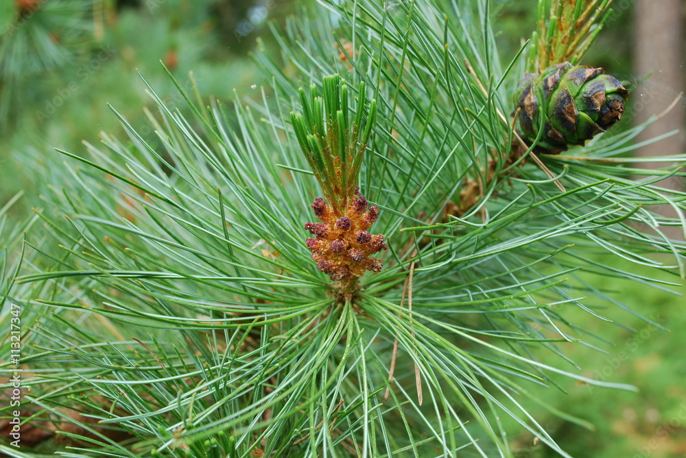 Pinus mugo bloom, known as creeping pine, dwarf mountainpine, mugo pine, mountain pine, scrub mountain pine or Swiss mountain pine, is a species of conifer. Pinus mugo bloom, known as creeping pine, dwarf mountainpine, mugo pine, mountain pine, scrub mountain pine or Swiss mountain pine, is a species of conifer.