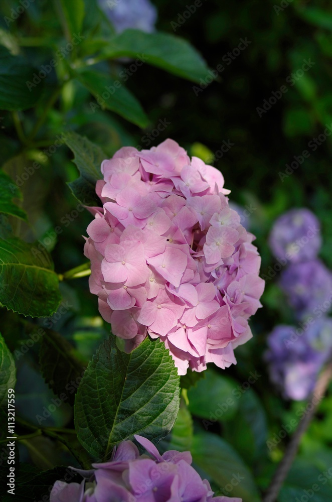 Fototapeta premium Hydrangea