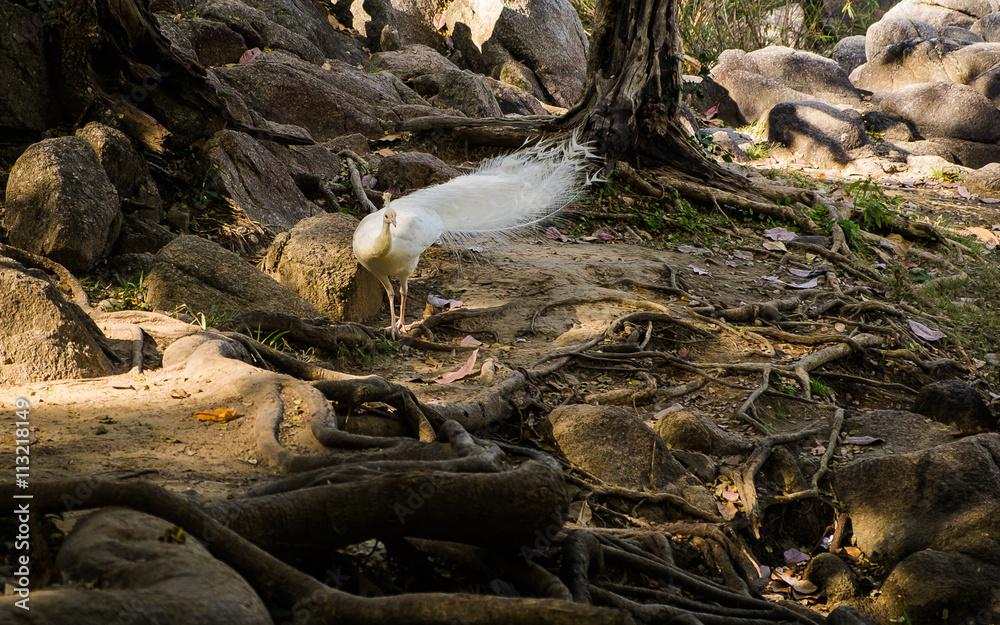 white peacock animal reserved beautiful elegent  national park, ratchaburi, thailand