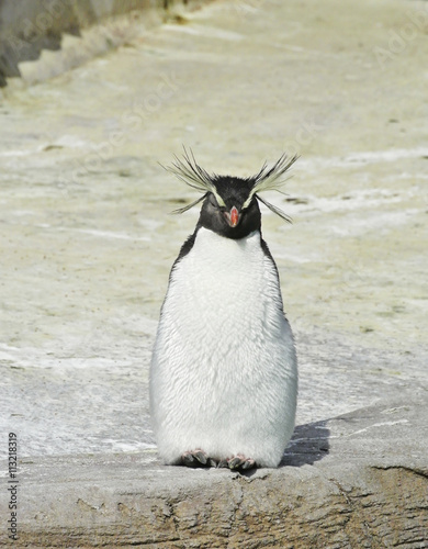 マヨネーズチューブのようなイワトビペンギン