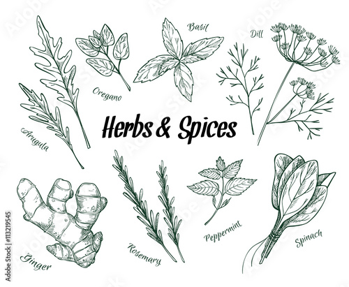 Hand drawn vintage illustration - herbs and spices. Vector