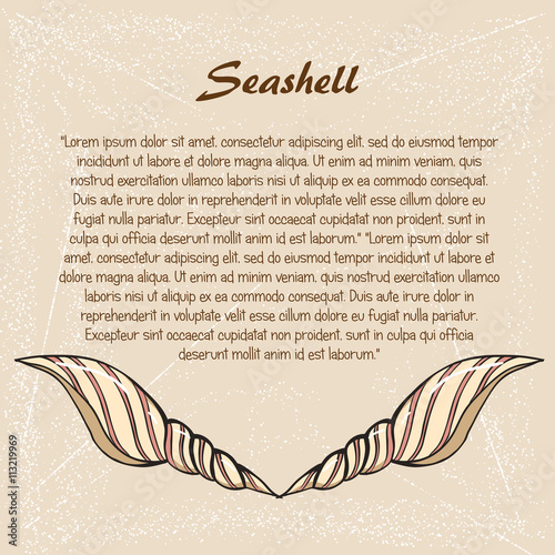 seashell sketch9 photo