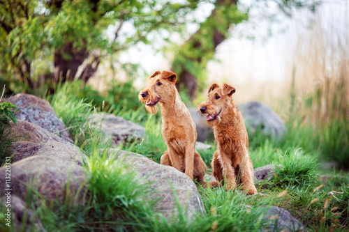 Valokuva Two red Irish Terrier sitting together in the grass near the stones