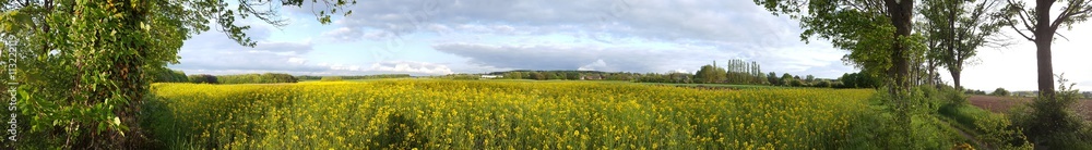Rapeseed field in the early spring