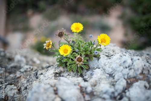 Blume auf grauem Felsen photo