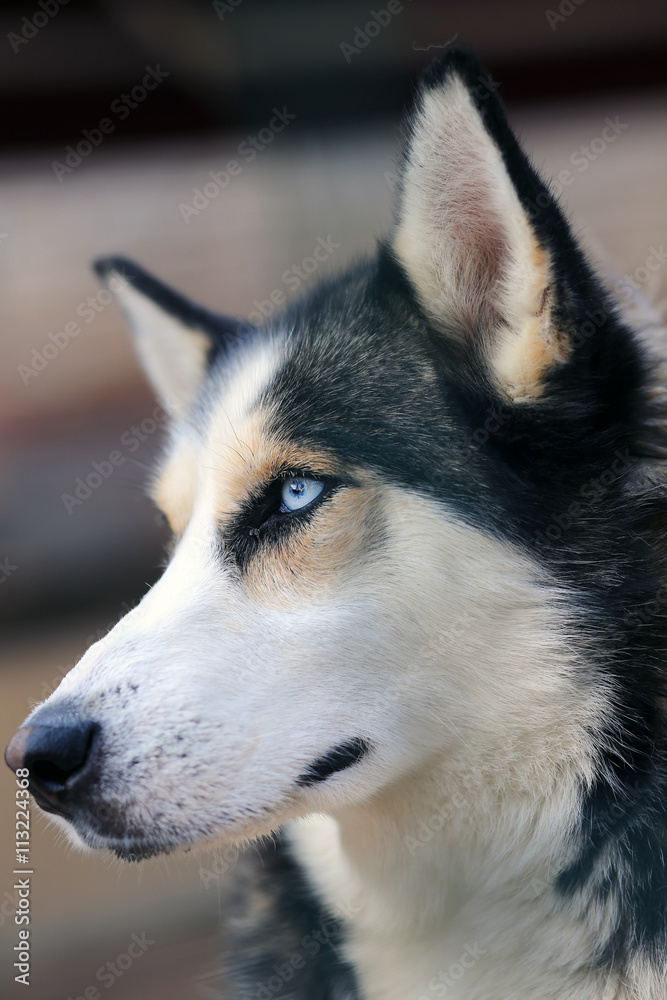 The Siberian Husky is a medium size working dog breed that originated in north-eastern Siberia