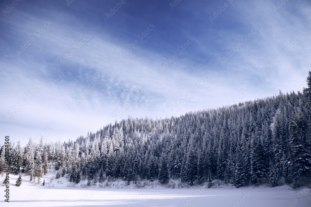 Snow covered trees in the forest Snow covered trees in the forest