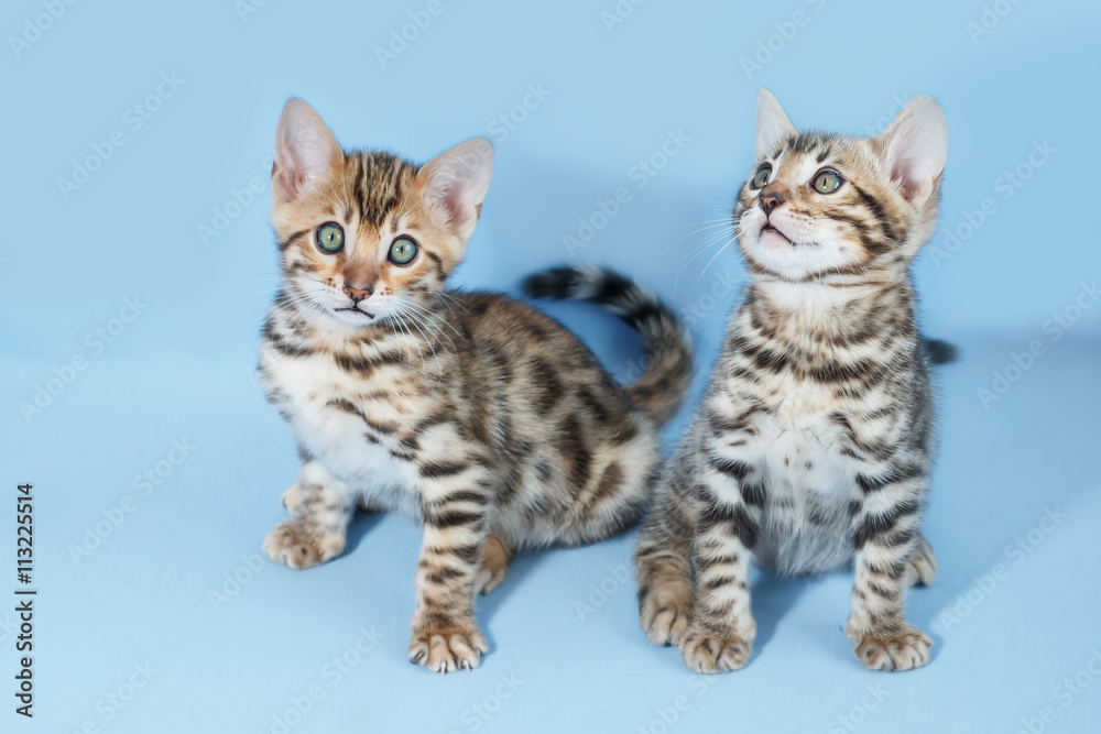Two adorable  brown spotted bengal kittens on neutral blue background