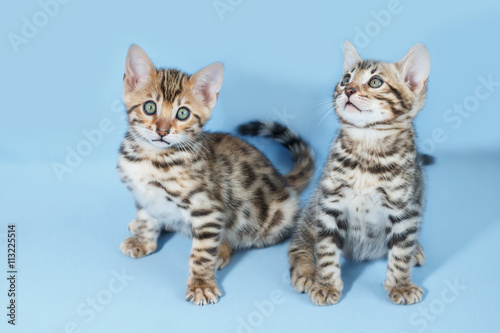 Two adorable brown spotted bengal kittens on neutral blue background