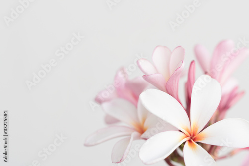 Pink and white frangipani background