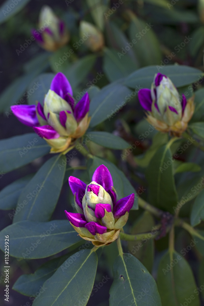 Obraz premium unopened Bud purple flower