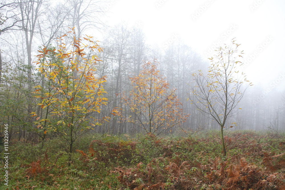 Herbstlicher Waldweg im Nebel