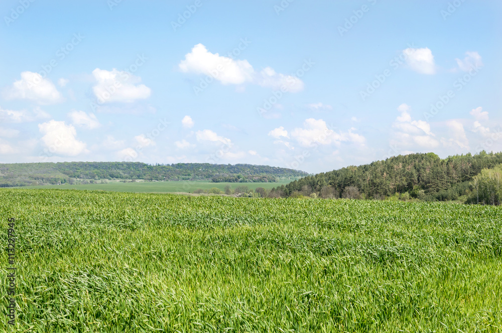 Rural scene - field and blue sky