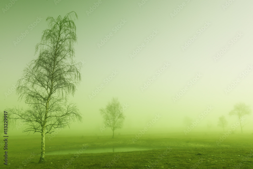 Fototapeta premium Mystic tree