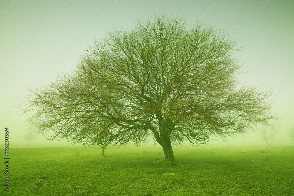 Fototapeta premium Mystic tree