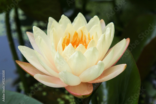 Beautiful lotus, Mangkala Ubol Water Lily Blooming orange water lilys in the pond