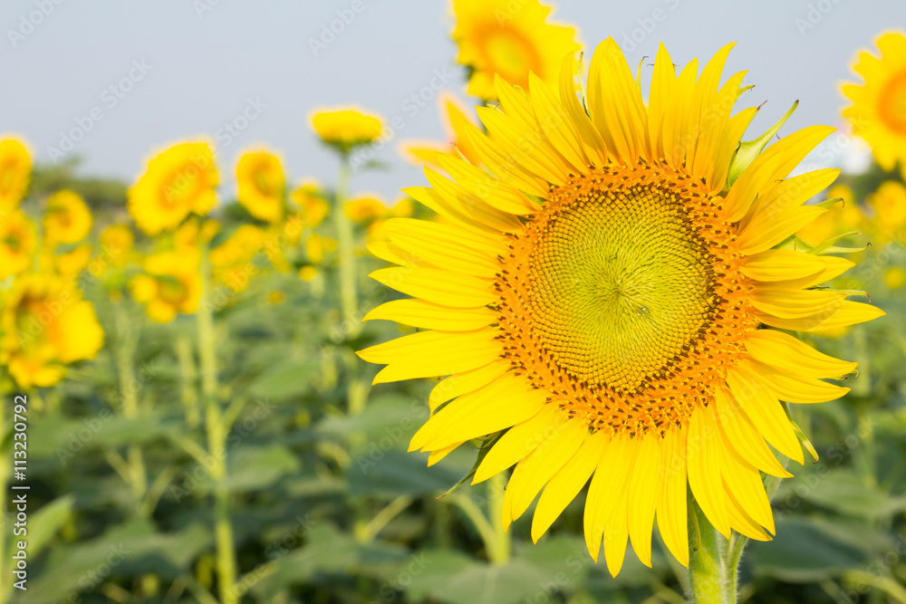 Beautiful yellow sunflower field