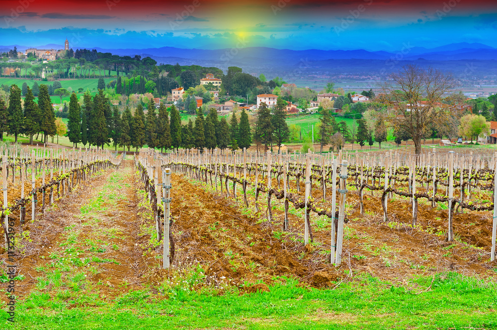 Fototapeta premium Vineyard at Sunset