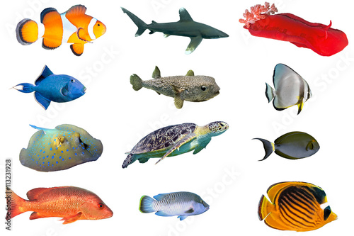 Fish species - index of red sea fish isolated on white