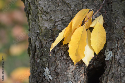 fallen autumn leaf on cobblestone street