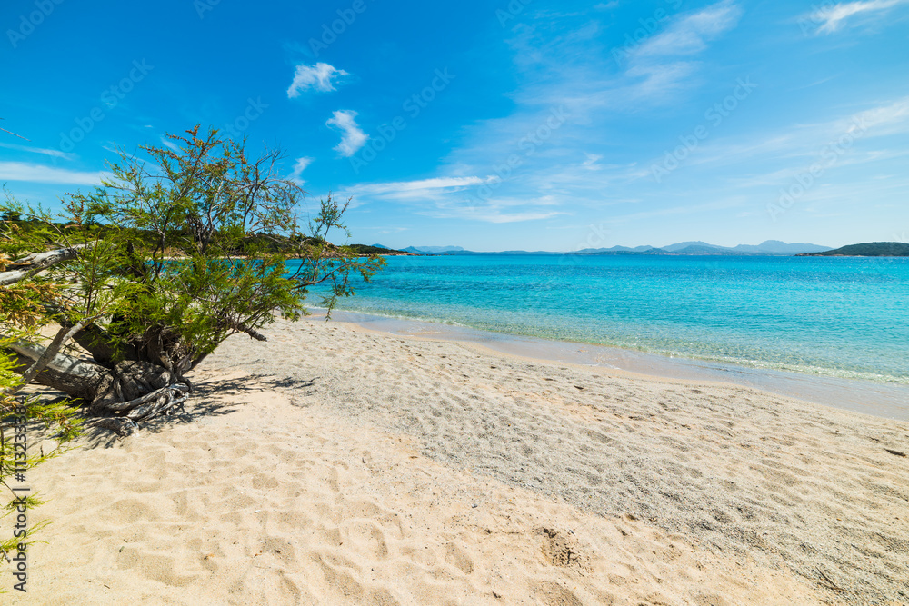 white sand and plants in La Celvia beach