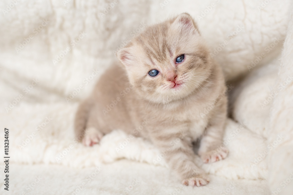 Little light lop-eared kitten with blue eyes on a fur mat