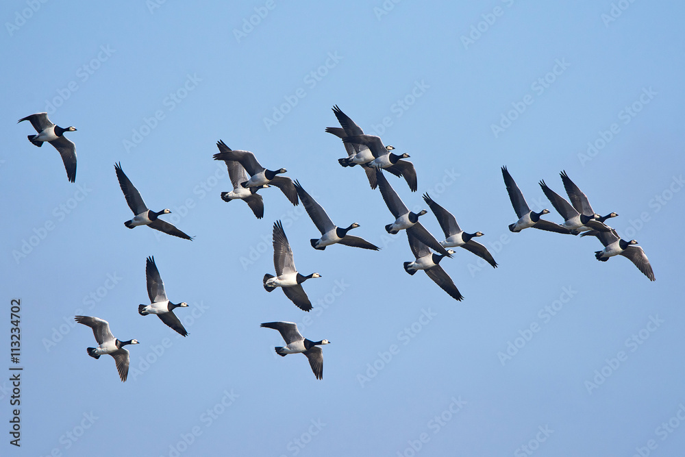 Fototapeta premium Barnacle goose (Branta leucopsis)