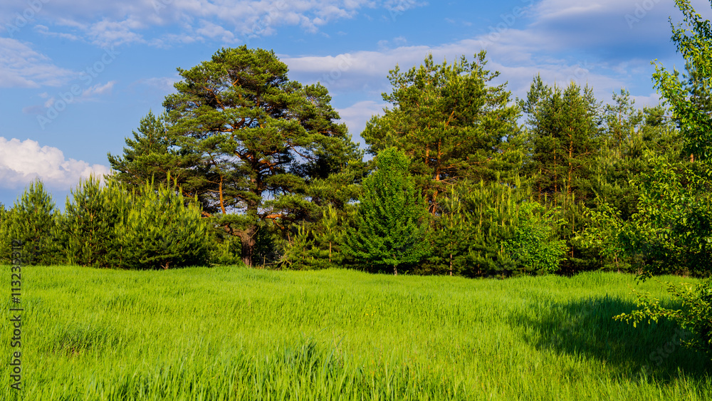 spring landscape spring landscape