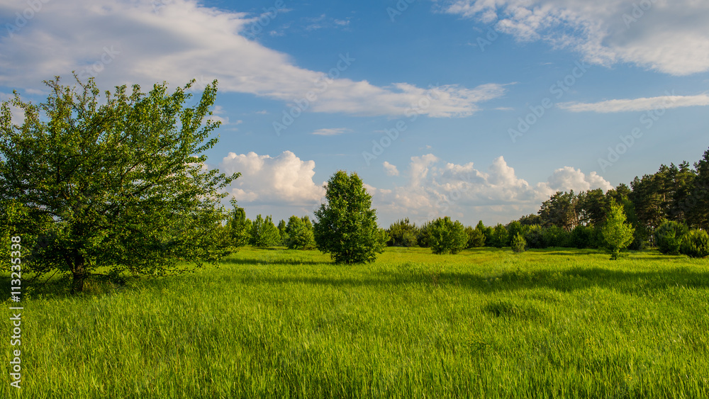 spring landscape spring landscape
