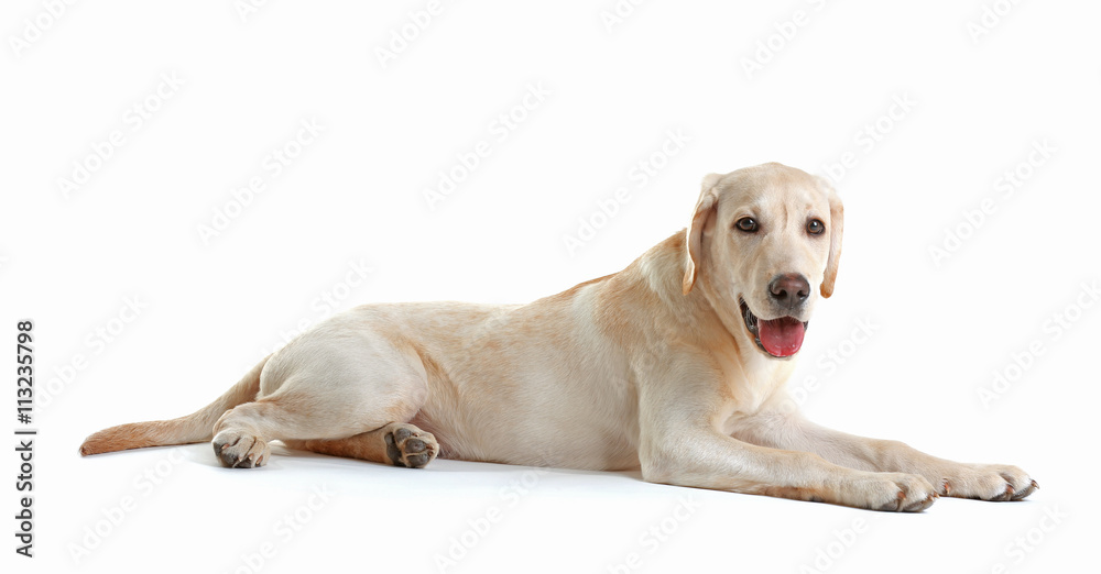 Cute Labrador dog sitting isolated on white