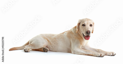 Cute Labrador dog sitting isolated on white