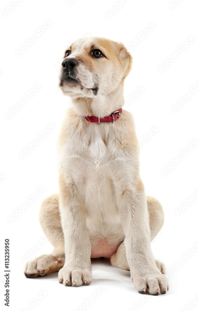 Central Asian Shepherd puppy isolated on white Central Asian Shepherd puppy isolated on white