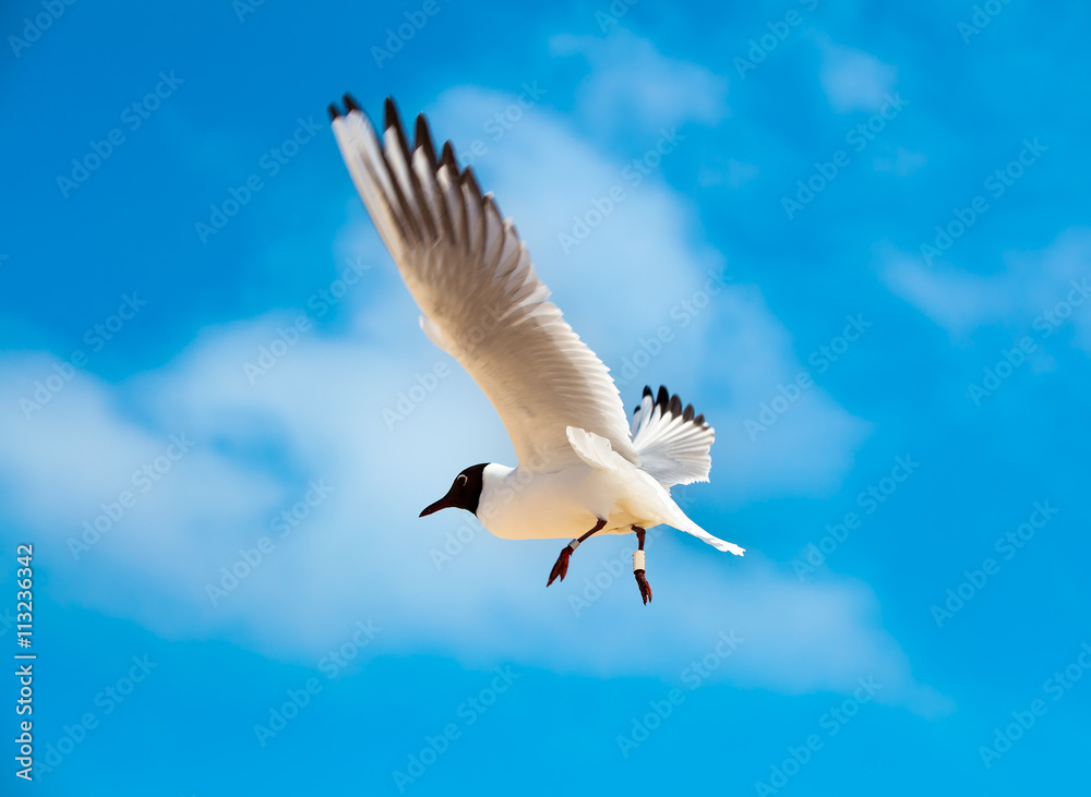Obraz premium Gull Black headed Gull on a sandy beach
